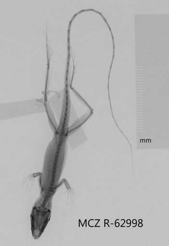 Media type: image;   Herpetology R-62998 Aspect: dorsoventral x-ray